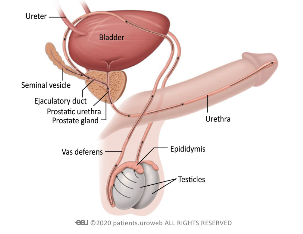 Diagrama anatômico detalhado do sistema geniturinário masculino, essencial para estudos de urologia e anatomia masculina. A ilustração exibe a bexiga, ureteres, uretra, glândula prostática (próstata), vesículas seminais, ductos ejaculatórios, vasos deferentes, epidídimos e testículos, destacando a interconexão das vias urinárias e do sistema reprodutor masculino, e o caminho da urina e do sêmen.